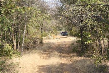 Jungle View Resort Sawai Madhopur Eksteriør billede
